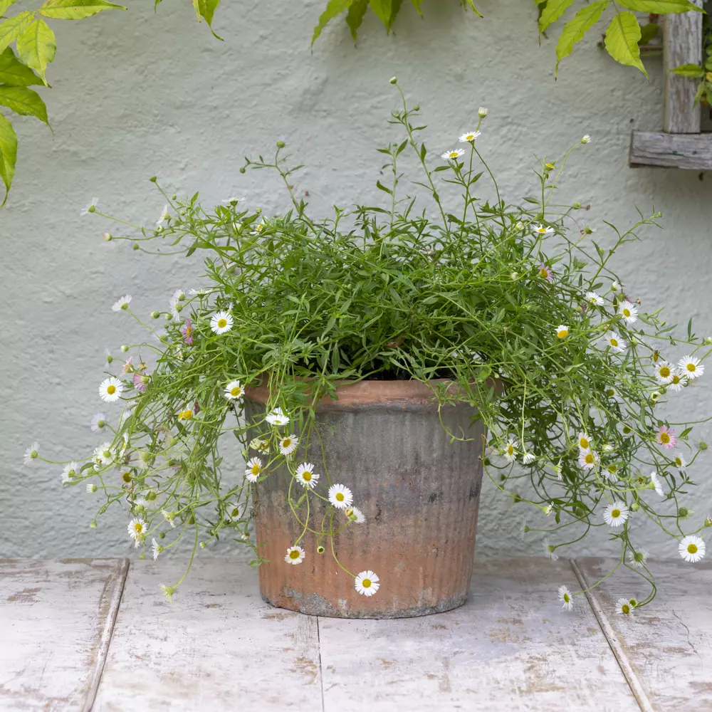 Ribbed Terracotta Pot - Image 2